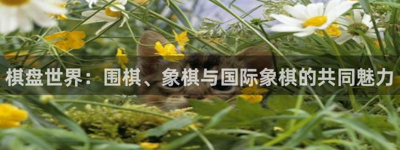 华信娱乐退款怎么退：棋盘世界：围棋、象棋与国际象棋的共同魅力
