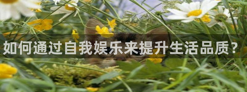 华信娱乐app 是什么：如何通过自我娱乐来提升生活品质？
